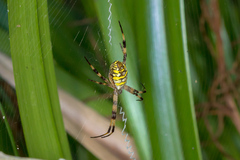 Argiope picta
