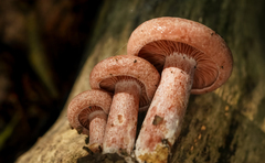 Lactarius subpurpureus