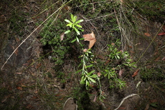 Pultenaea myrtoides