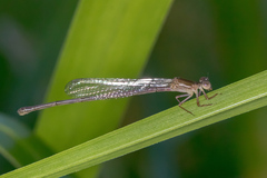 Ceriagrion aeruginosum