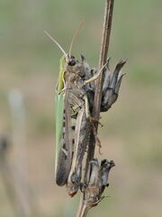 Omocestus