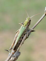 Omocestus