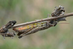 Omocestus