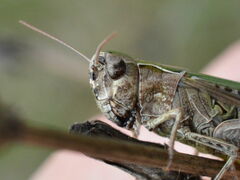 Omocestus
