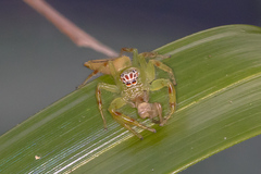 Mopsus mormon