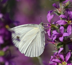 Pieris
