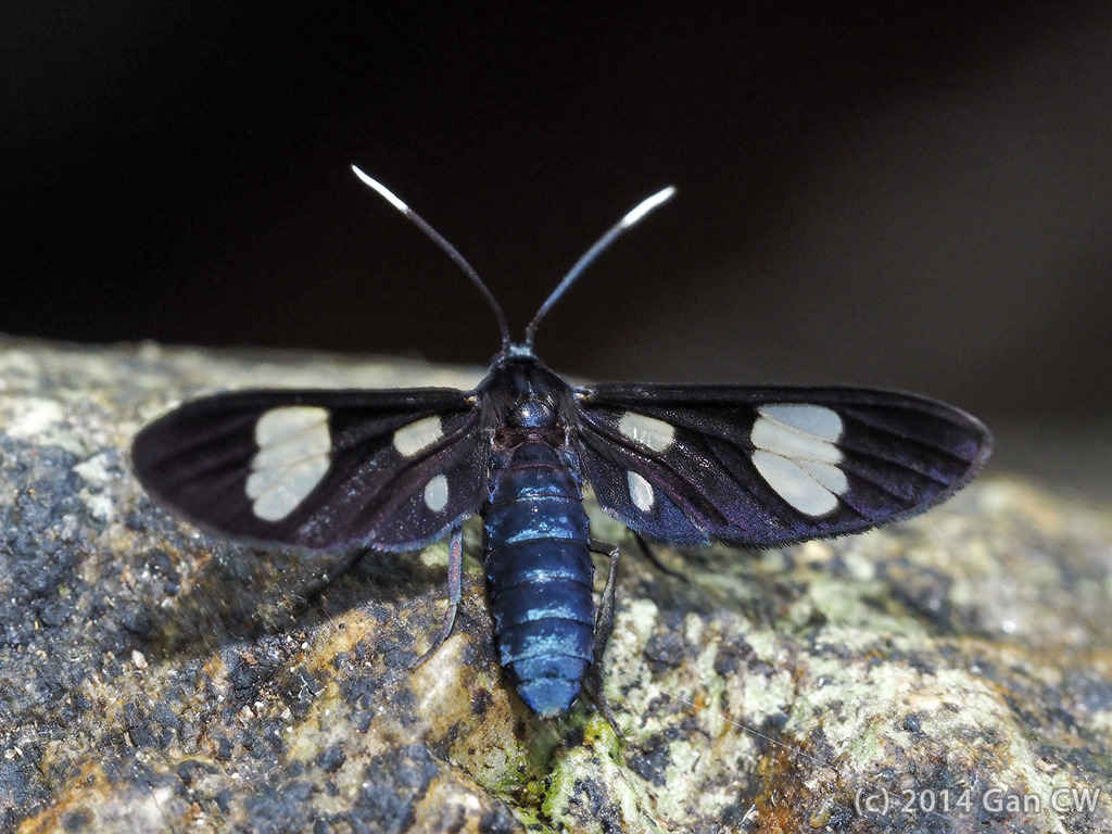 Trichaetoides hosei