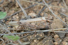Acrotylus