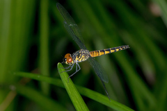 Brachydiplax denticauda