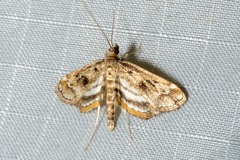 Parapoynx obscuralis