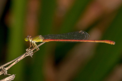 Ceriagrion aeruginosum