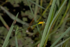 Ischnura pruinescens
