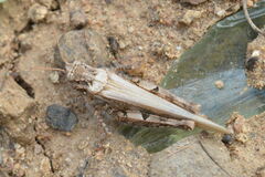 Acrotylus