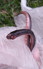 Cryptophis nigrescens