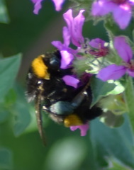 Bombus