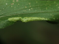 Cremastobombycia solidaginis