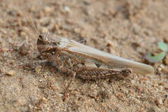 Acrotylus