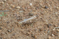 Acrotylus