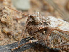 Acrotylus