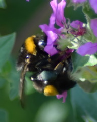 Bombus
