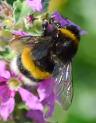Bombus