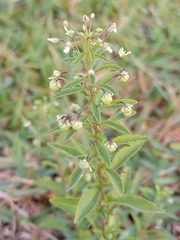 Pombalia parviflora
