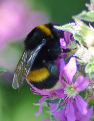 Bombus