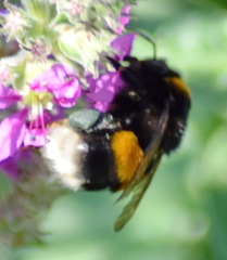 Bombus