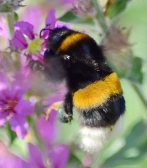 Bombus