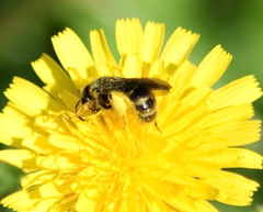 Halictidae