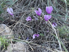 Cyclamen graecum graecum