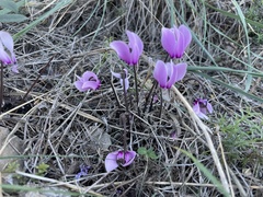 Cyclamen graecum graecum