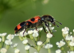 Trichodes apiarius