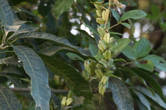 Dioscorea pentaphylla