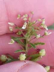Pombalia parviflora