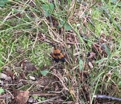 Calopteron