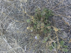 Jasione sessiliflora
