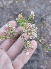 Rutaceae
