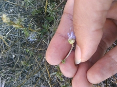 Jasione sessiliflora