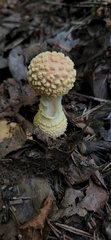 Amanita persicina