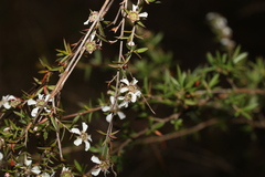 Leptospermum brachyandrum