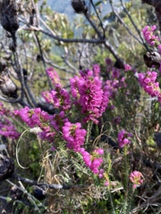 Erica abietina constantiana
