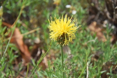 Centaurea rupestris
