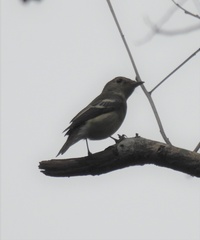 Ficedula zanthopygia