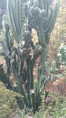 Cereus hildmannianus