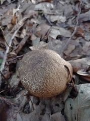 Xerocomellus chrysenteron