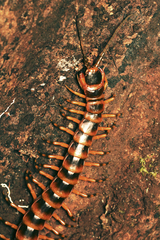 Scolopendra viridicornis