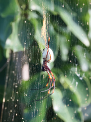 Nephila tetragnathoides
