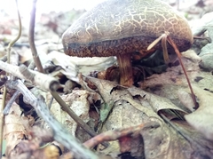 Xerocomellus chrysenteron