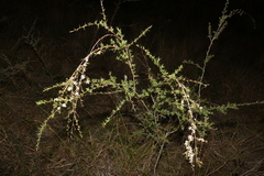 Leptospermum brachyandrum